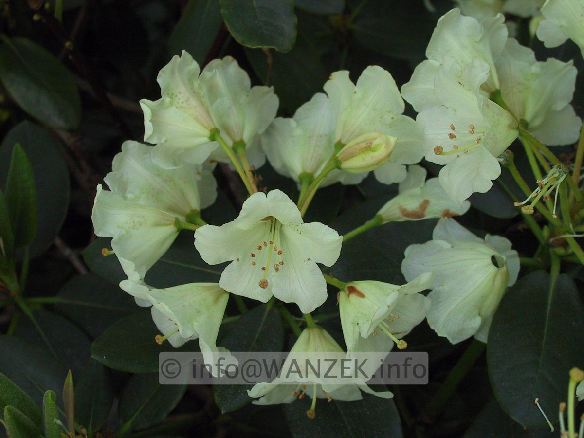Rhododendron wardii 02.JPG
